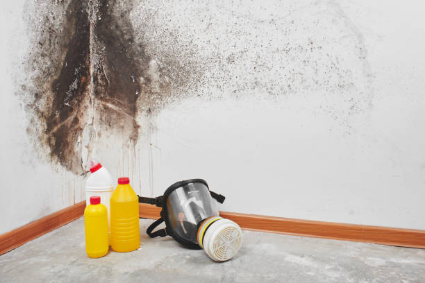 Best Affordable Mold Removal  in Anacoco, LA