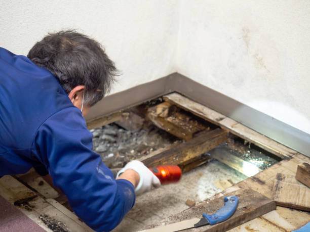 Best Mold Remediation  in Anacoco, LA