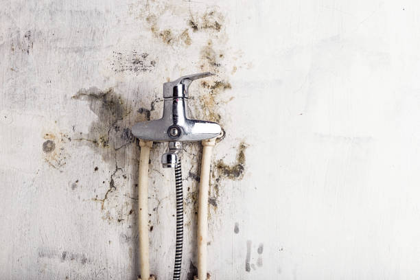 Mold Removal Process in Anacoco, LA