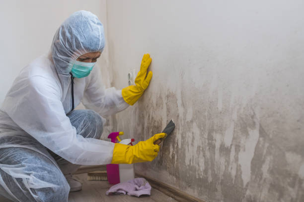Best Mold Damage Repair  in Anacoco, LA