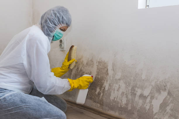 Best Mold Damage Repair  in Anacoco, LA