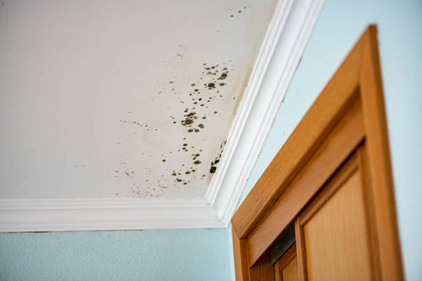 Best Crawl Space Mold Removal  in Anacoco, LA