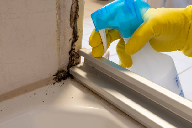 Best Best Mold Removal Companies  in Anacoco, LA