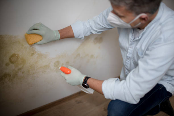 Certified Mold Removal in Anacoco, LA