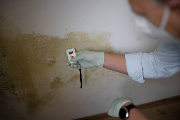 Best Mold Remediation  in Anacoco, LA