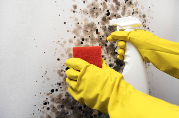 Best Mold Removal Near Me  in Anacoco, LA