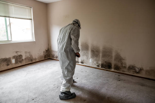 Professional Mold Removal in Anacoco, LA