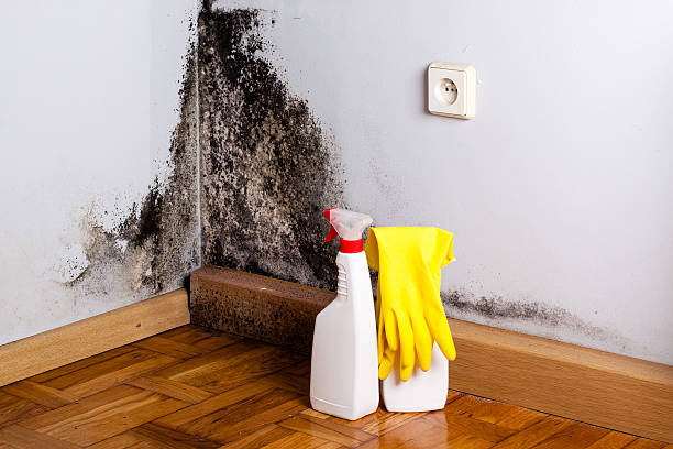 Best Black Mold Removal  in Anacoco, LA