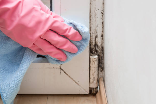 Best Home Mold Removal  in Anacoco, LA