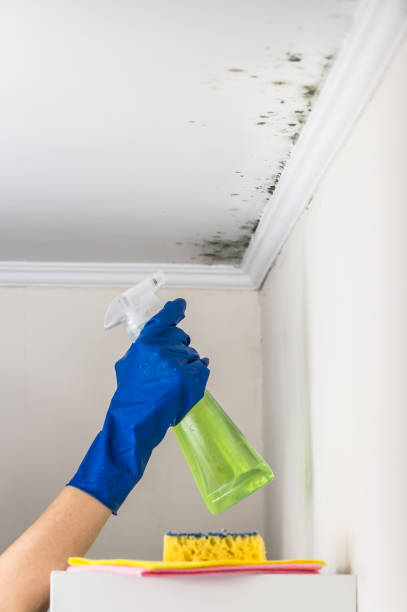 Home Mold Removal in Anacoco, LA