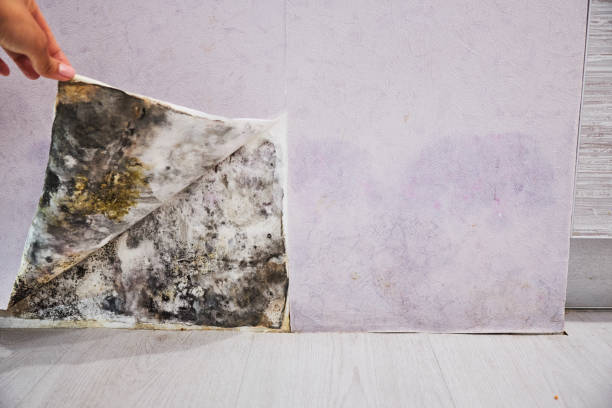 Best Emergency Mold Removal  in Anacoco, LA
